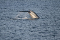 The fluke of a blue whale off the coast of California. 