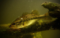 A largemouth bass in a lake