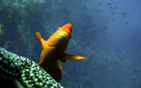 Garibaldi. Photo Phil Zerofski