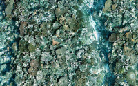 A digital reconstruction of a reef in Samoa