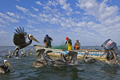 A small boat with fishermen and pelicans