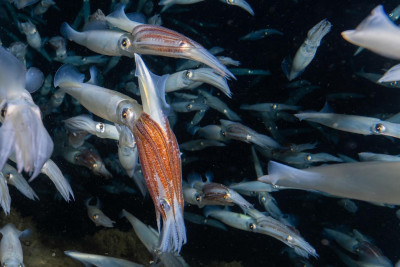A photo from the recent spawning aggregation of market squid. The male and female maintain a "mating embrace" after mating, with the male (red arms) holding the female.